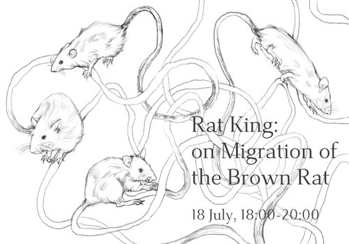 Rat King: on Migration of the Brown Rat
